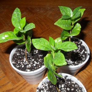Arabica Coffee Plant, Live starter Plant image 7