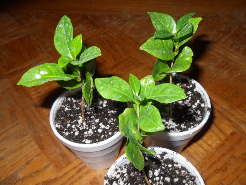 Arabica Coffee Plant, Live starter Plant image 7