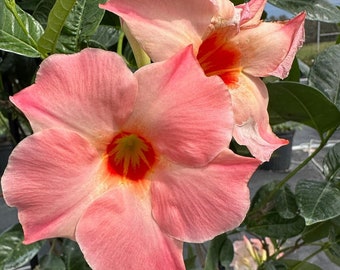 Nouvelle plante de démarrage vivante Mandevilla Sun Parasol, pêches géantes au lever du soleil