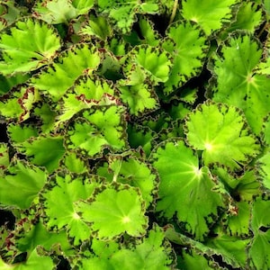 Begonia Rex &quot;River Nile&quot;