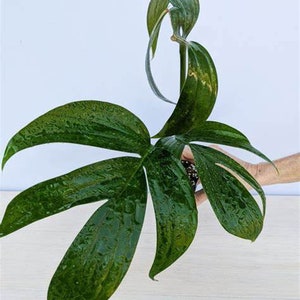 May include: A green houseplant with large, dark green leaves. The plant is growing in a pot and has a unique, twisted stem.