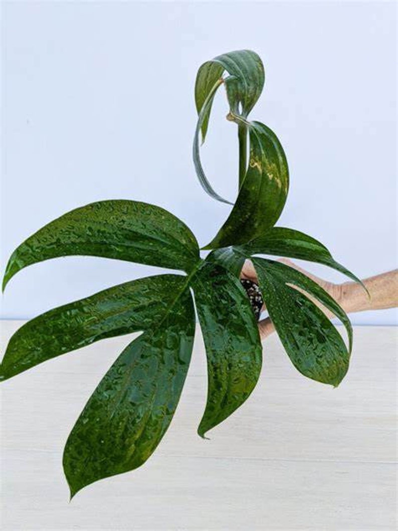 May include: A green houseplant with large, dark green leaves. The plant is growing in a pot and has a unique, twisted stem.