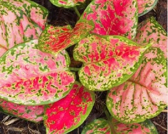 cactus potting soil near me Fertilome Cactus Mix