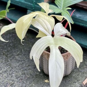 May include: A potted Philodendron plant with large, pale green leaves. The leaves have a unique shape and texture, with a prominent central vein. The pot is a light brown color with a geometric design. The plant is set against a blurred background.