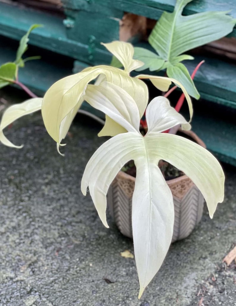 May include: A potted Philodendron plant with large, pale green leaves. The leaves have a unique shape and texture, with a prominent central vein. The pot is a light brown color with a geometric design. The plant is set against a blurred background.