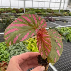 May include: A pink and green begonia plant with spotted leaves. The plant is in a small pot and is being held by a hand.