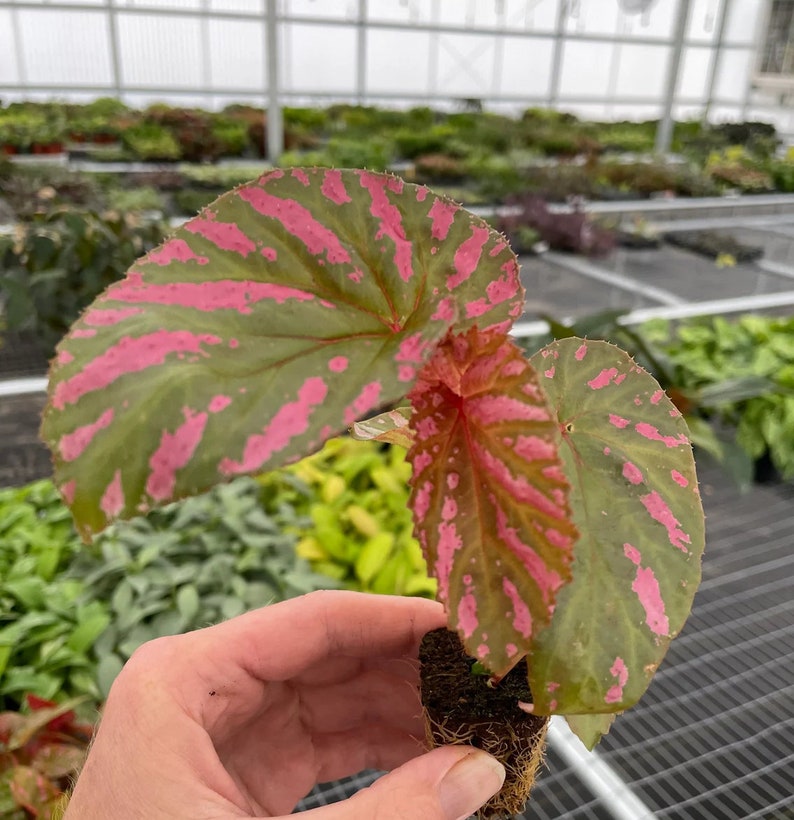 May include: A pink and green begonia plant with spotted leaves. The plant is in a small pot and is being held by a hand.