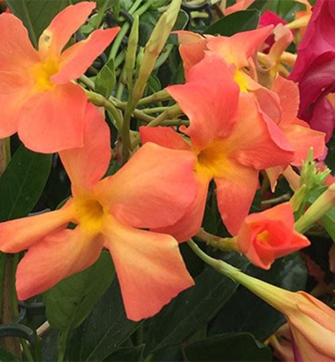 New Mandevilla Firedup Orange Live Starter Plant - Etsy