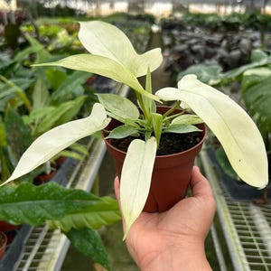 May include: A potted plant with large, pale green and white leaves. The plant is in a small brown pot, and the leaves have a unique shape. The plant is in a greenhouse setting, surrounded by other plants.