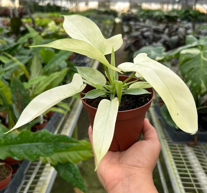 May include: A potted plant with large, pale green and white leaves. The plant is in a small brown pot, and the leaves have a unique shape. The plant is in a greenhouse setting, surrounded by other plants.
