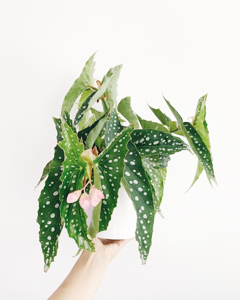 WonkaPlants Angel Wing Begonia