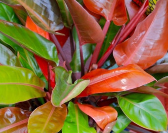 Live Philodendron "Prince of Orange" - USA SELLER!