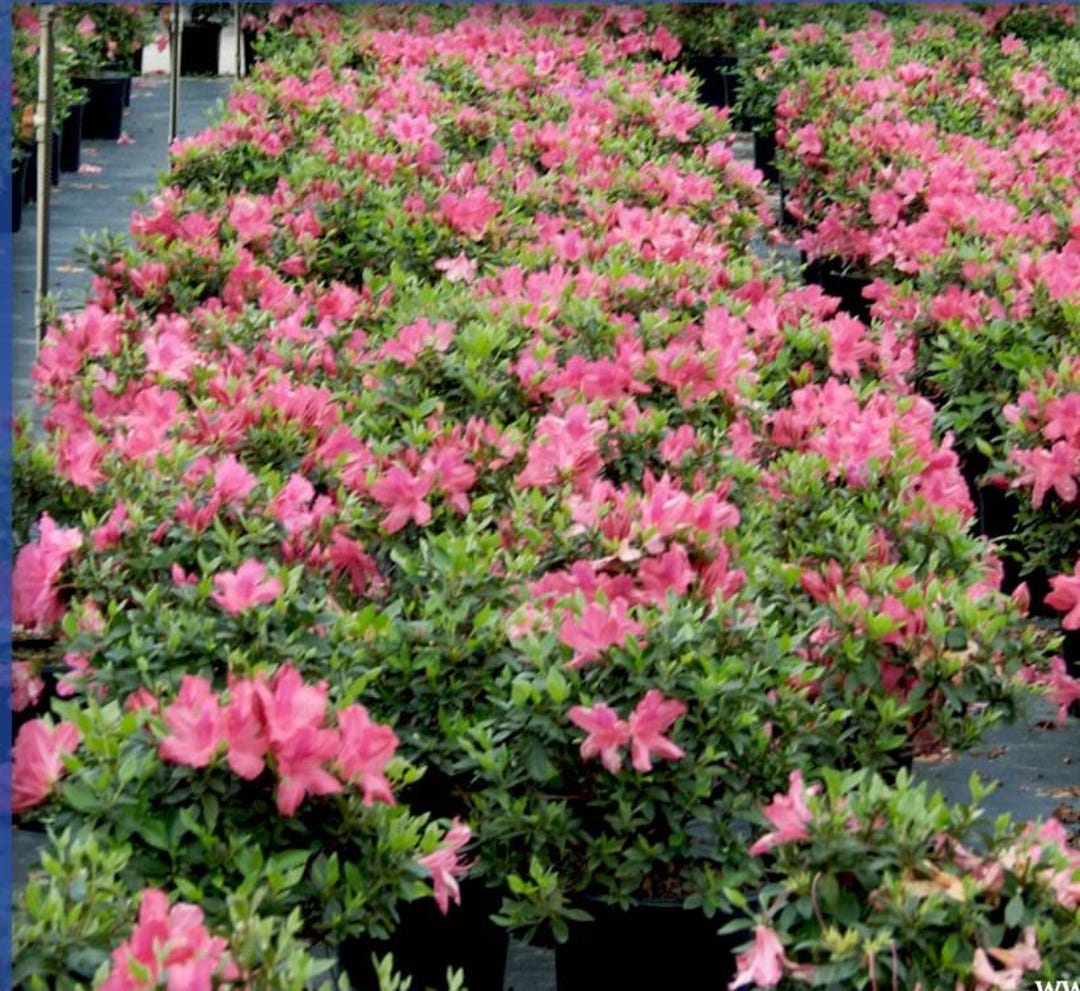 Live Azalea 