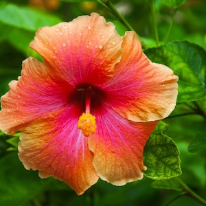 Op de afbeelding: Close-up van een levendige hibiscusbloem met lagen van oranje, roze en rode bloemblaadjes. Het midden van de bloem heeft een prominente gele meeldraad. Waterdruppels zijn zichtbaar op de bloemblaadjes, tegen een achtergrond van groene bladeren.