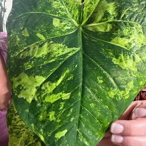 K&ouml;nnte beinhalten: Ein gro&szlig;es, herzf&ouml;rmiges Blatt mit gr&uuml;ner und gelber Marmorierung. Das Blatt wird in der Hand einer Person gehalten.