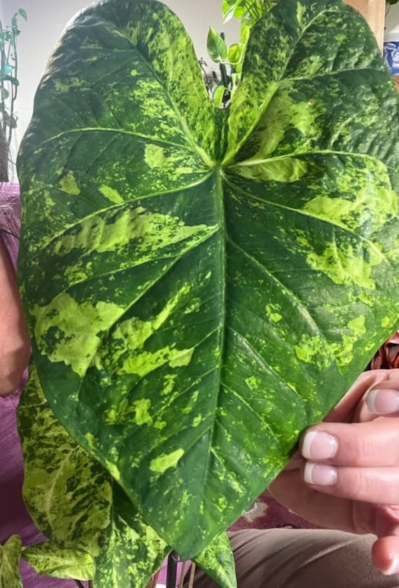 Frog in a Blender Caladium Live Bulb, Starter Plant for Spring Growth