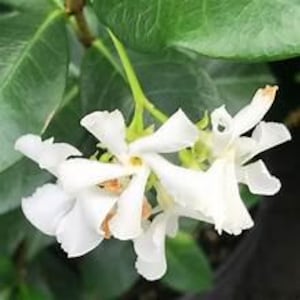 Peut inclure: Gros plan sur des fleurs de jasmin blanches aux pétales délicats et au centre jaune, sur fond de feuilles vertes. Les fleurs sont en pleine floraison, révélant leurs détails complexes.