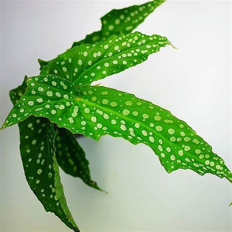 WonkaPlants Angel Wing Begonia - Thumbnail 3