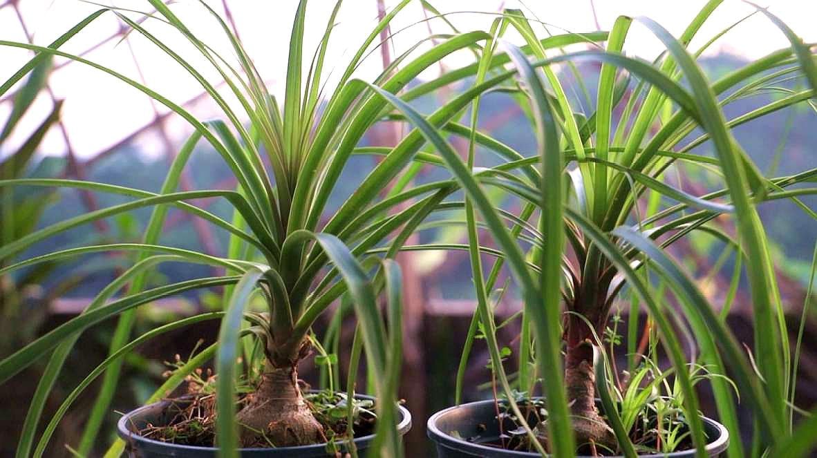 Ponytail Palm, Elephant's Foot Palm, Beucarnea Recurvata Live STARTER Plant  - Etsy Denmark