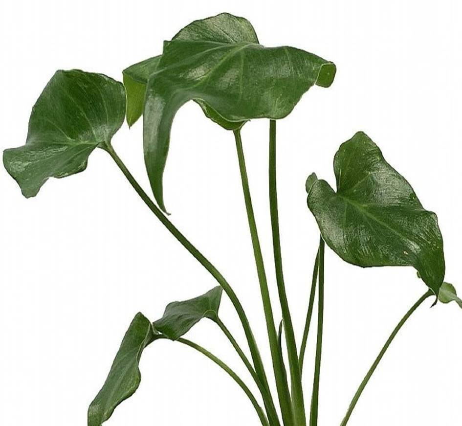 Philodendron "deja Vu" - Etsy