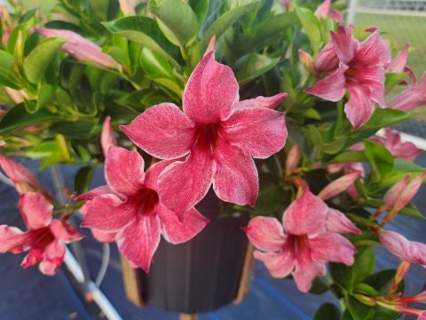 New 2024 Mandevilla Sun Parasol Original XP Mauvelous Starter