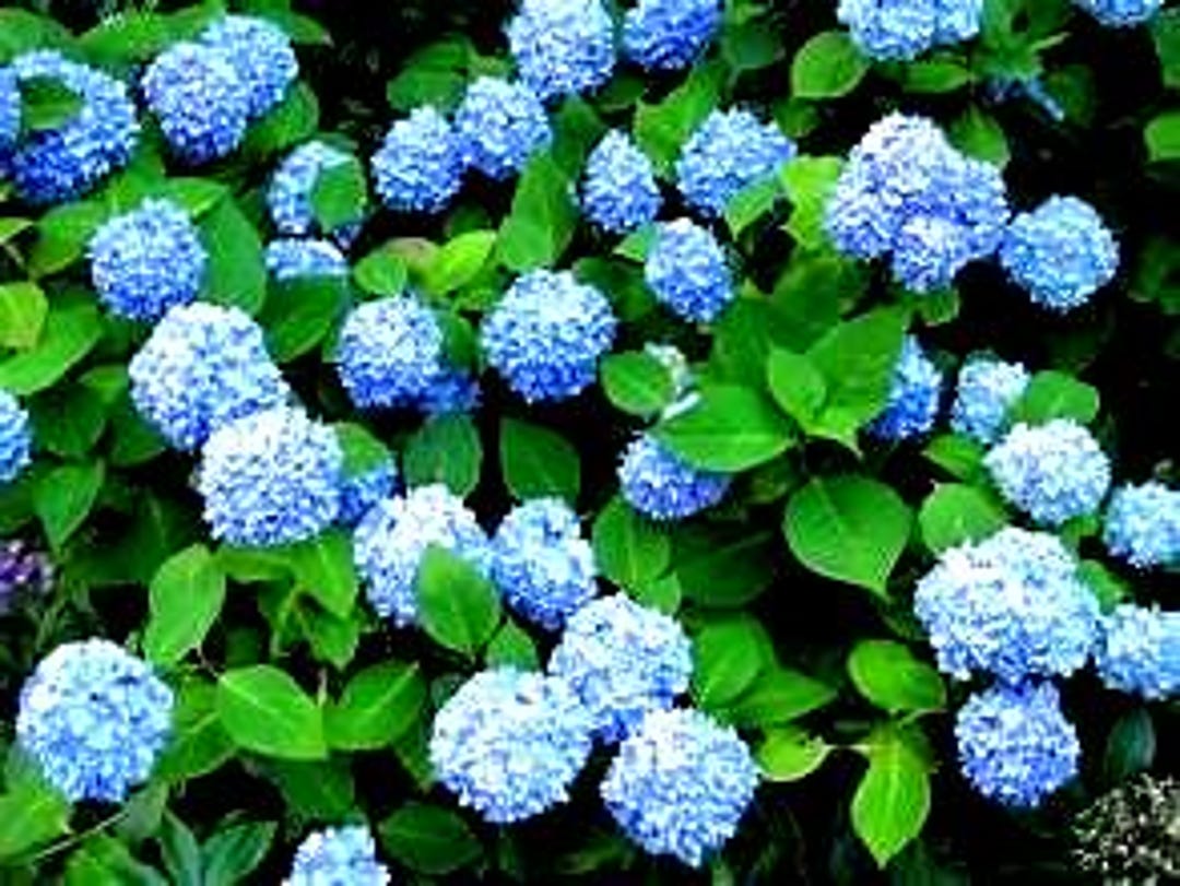 Blue Hydrangea Live Trees/bush/shrubs Tropical Plant - USA Seller - Etsy