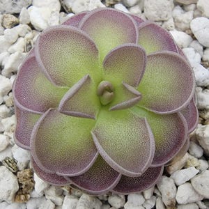 Puede incluir: Una planta suculenta con una roseta de hojas carnosas y redondeadas dispuestas en un patrón circular. Las hojas pasan de un verde lima claro en el centro a un violeta polvoriento profundo en los bordes exteriores, con una textura fina y granulada.