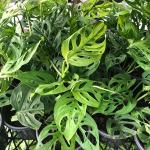 Live Plant, Monstera Adansonii - &quot;Swiss Cheese&quot;, Tropical Aroid - USA Seller!
