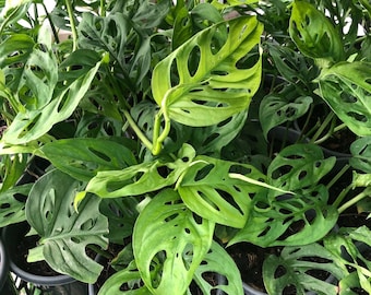 Live Plant, Monstera Adansonii - "Swiss Cheese", Tropical Aroid - USA Seller!