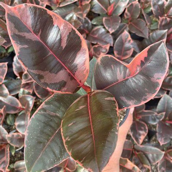 Live Ficus "Ruby" Rubber Variegated Starter Plant - USA Seller