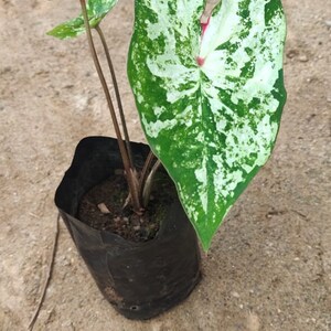 K&ouml;nnte beinhalten: Eine kleine gr&uuml;n-wei&szlig;e panaschierte Pflanze mit gro&szlig;en Bl&auml;ttern in einem schwarzen Plastiktopf. Die Pflanze steht auf einer braunen Erde.