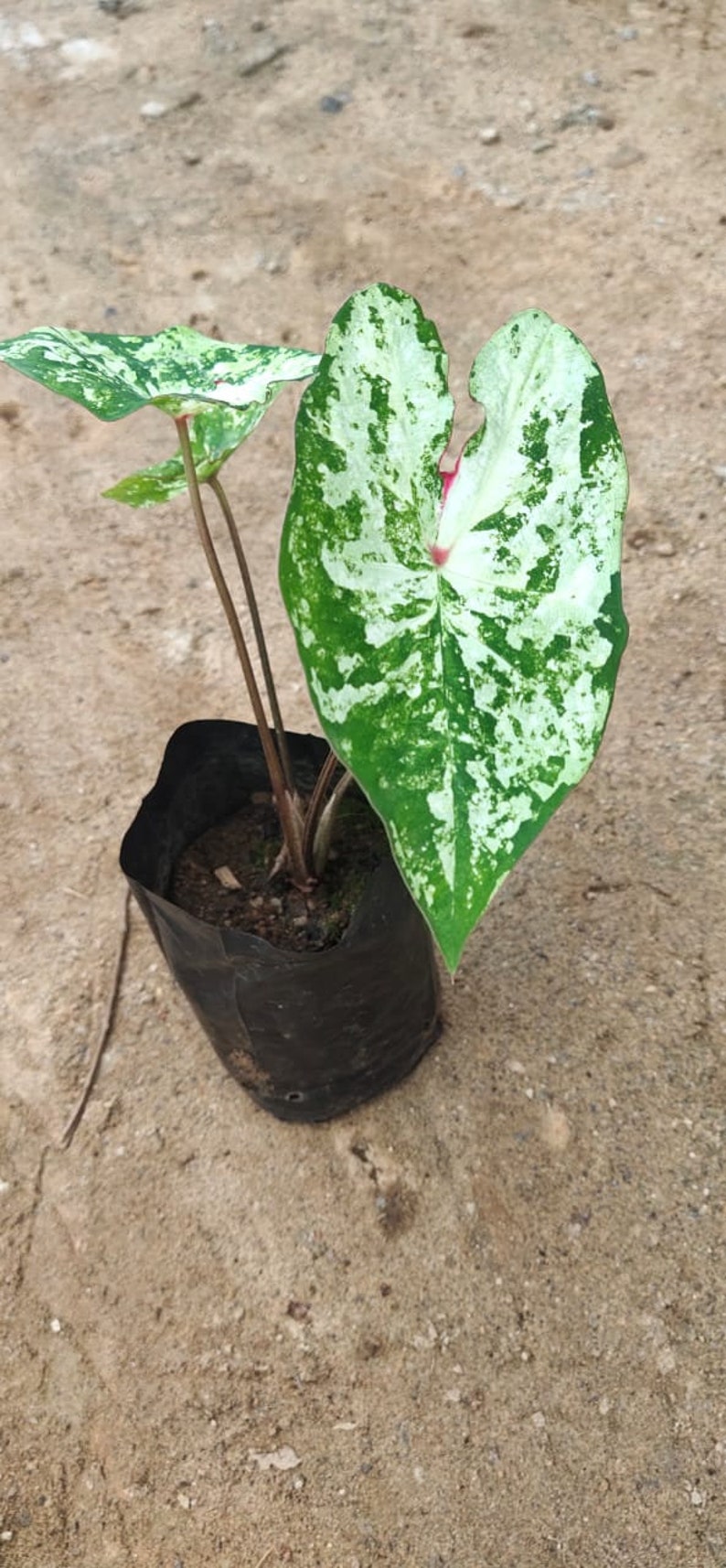 K&ouml;nnte beinhalten: Eine kleine gr&uuml;n-wei&szlig;e panaschierte Pflanze mit gro&szlig;en Bl&auml;ttern in einem schwarzen Plastiktopf. Die Pflanze steht auf einer braunen Erde.