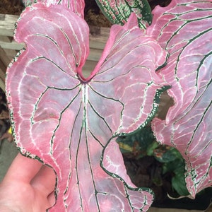 Pink Princess Symphony Caladium Live Bulb, Starter Plant for Spring Growth