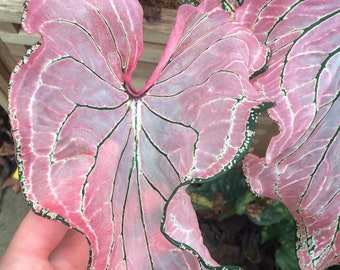 Pink Princess Symphony Caladium Live Bulb, Starter Plant for Spring Growth