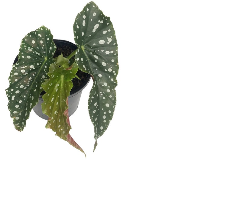 WonkaPlants Begonia Maculata Wightii Plant - Thumbnail 5