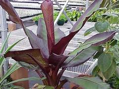 Live Ensete Maurelii Red Abyssinian Banana Tree - USA Seller