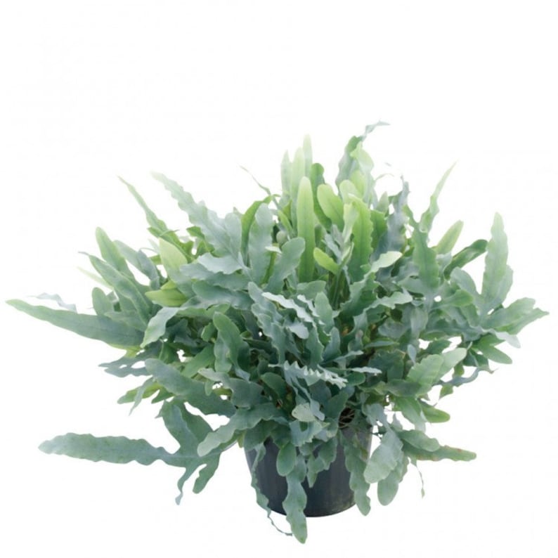 WonkaPlants Star Fern - Thumbnail 3
