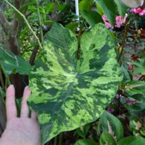 K&ouml;nnte beinhalten: Ein gro&szlig;es, gr&uuml;n-wei&szlig; panaschiertes Blatt mit herzf&ouml;rmiger Umrandung. Das Blatt hat ein geflecktes Muster aus dunkelgr&uuml;n und hellgr&uuml;n.