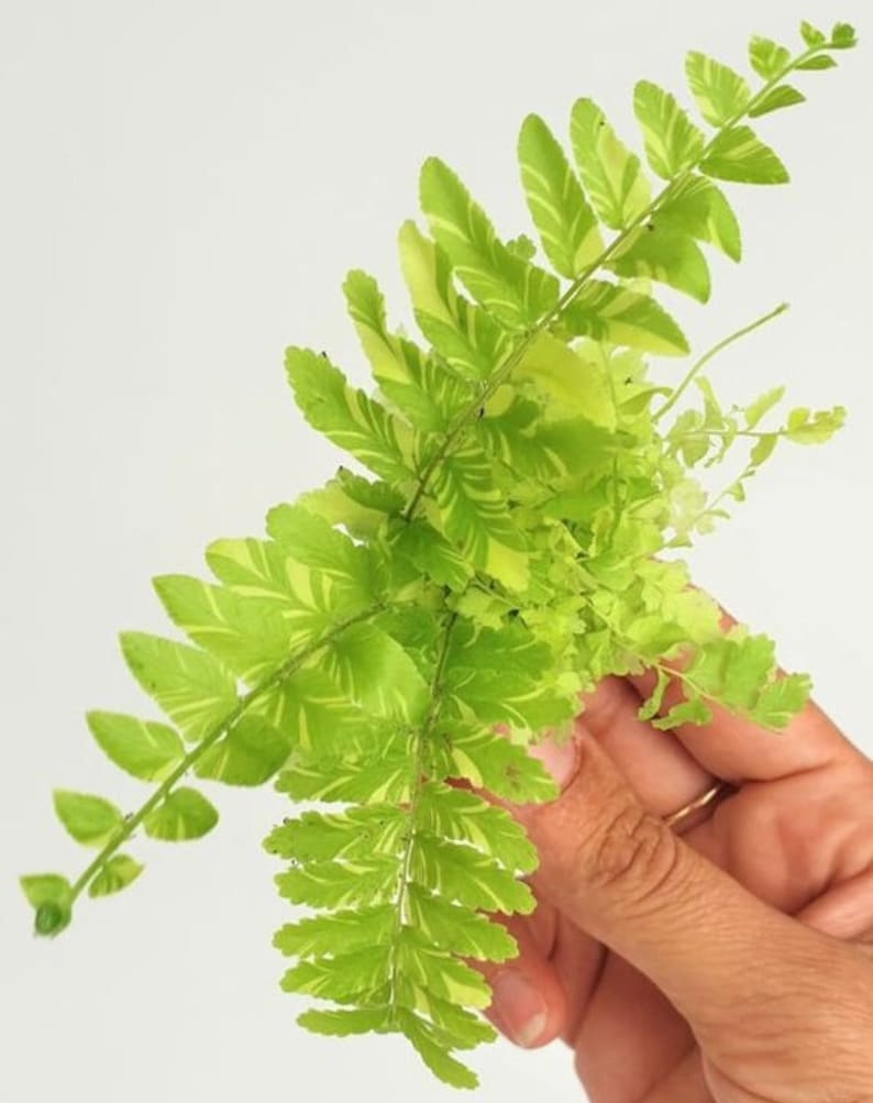 WonkaPlants Nephrolepis Exaltata Compacta Tiger Fern Plant - Thumbnail 2
