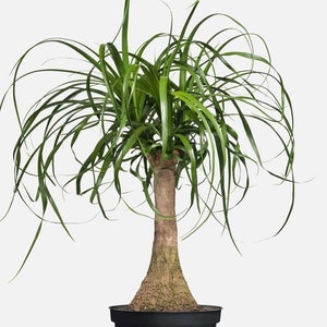 Könnte beinhalten: Eine grüne Topfpflanze mit einem dicken, braunen Stamm und langen, dünnen Blättern. Die Pflanze steht in einem schwarzen Topf.