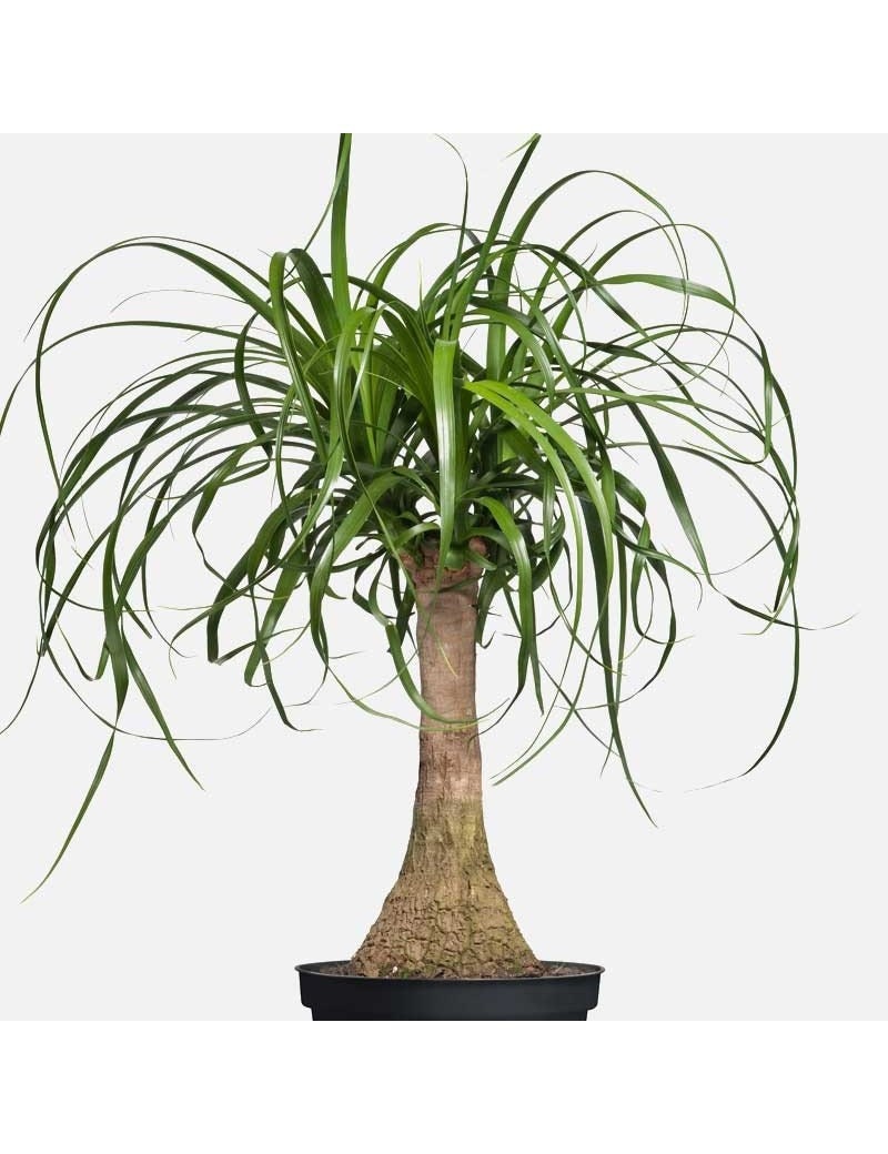 Paardenstaartpalm, olifantspootpalm, levende plant beucarnea recurvata
