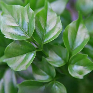May include: Close-up of vibrant green leaves with white variegation. The leaves have a glossy texture and are arranged in clusters, showcasing a natural, botanical theme. The image highlights the intricate details of the foliage.