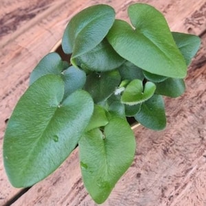 Puede incluir: Primer plano de una planta verde con hojas en forma de corazón. La planta tiene varias hojas que son todas en forma de corazón y verdes.