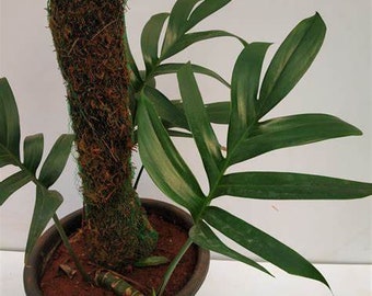 Live Rhaphidophora Decursiva - "Dragon's Tail" Philodendrons USA SELLER!