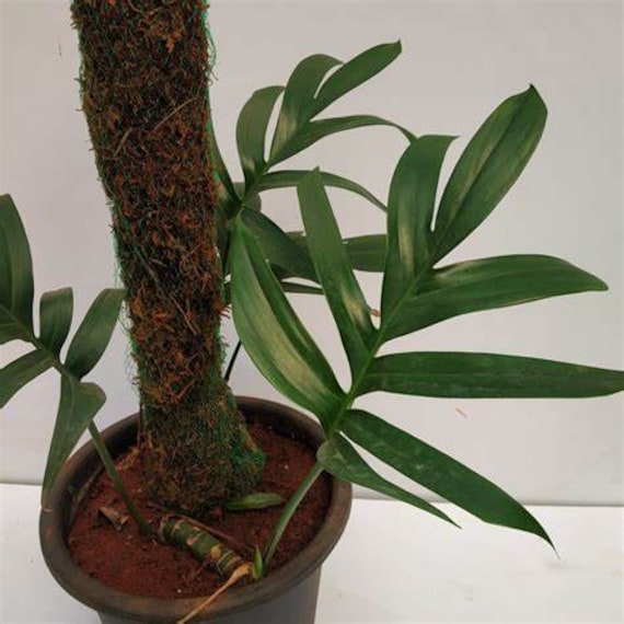 Live Rhaphidophora Decursiva - "Dragon's Tail" Philodendrons USA SELLER!