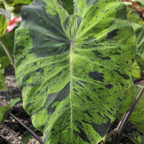hedera white paper Hedera 'White-Edged'