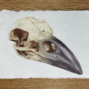Raven Skull Print