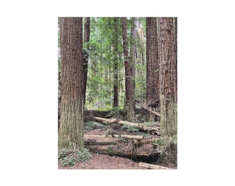 Redwoods A Jigsaw Puzzle (252 and 520 pieces)