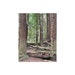 see more listings in the Redwoods Puzzles JPs section