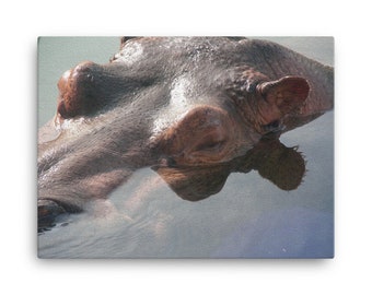 Hippo / Hippopotamus Canvas Print